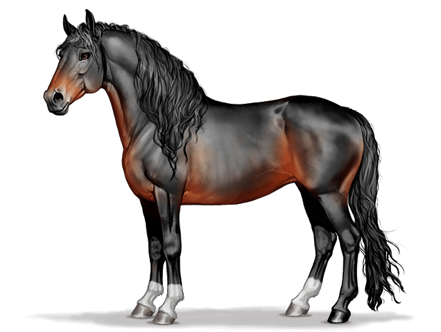 Horse graphic Andalusian