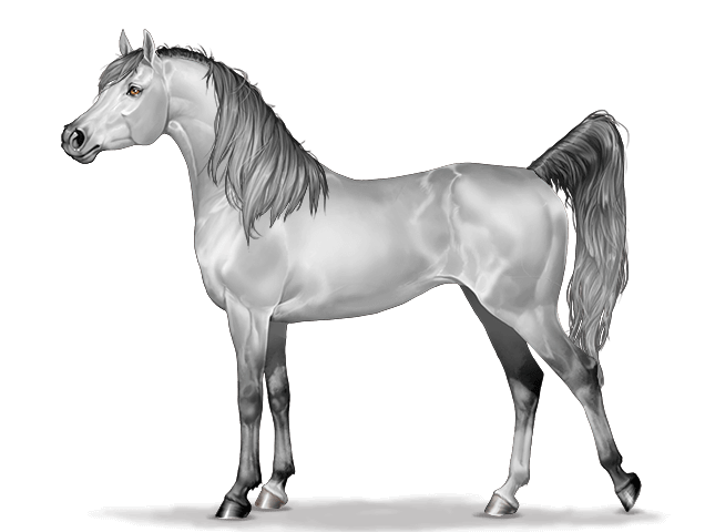 Horse graphic Arabian Horse