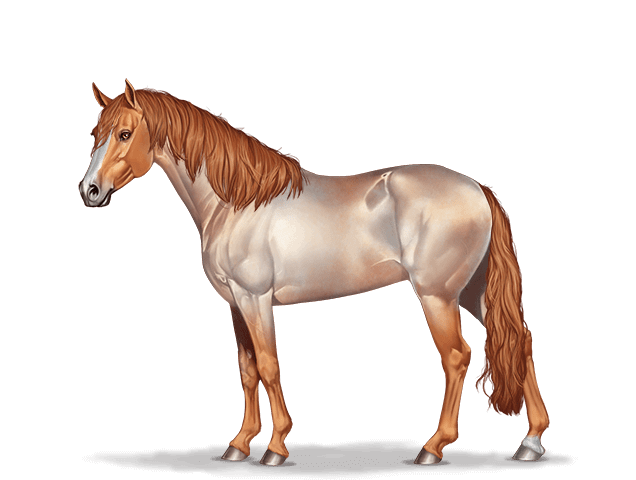 Horse graphic German Riding Pony