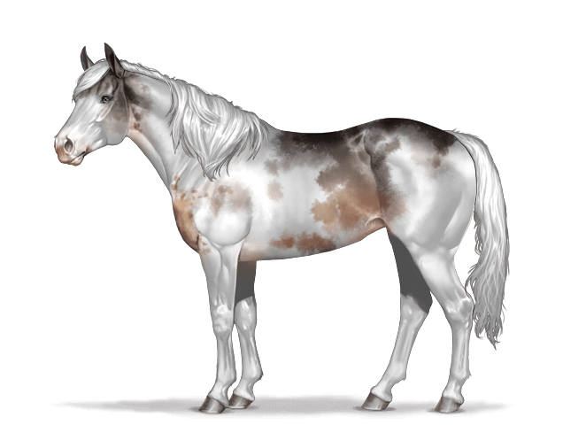 Horse graphic Quarter Horse